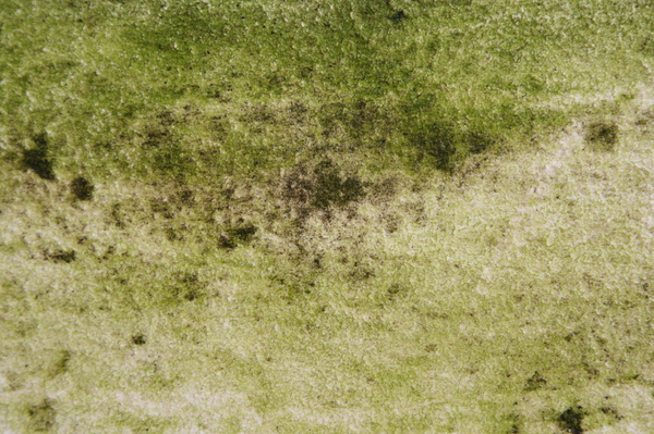 algae cement texture 4