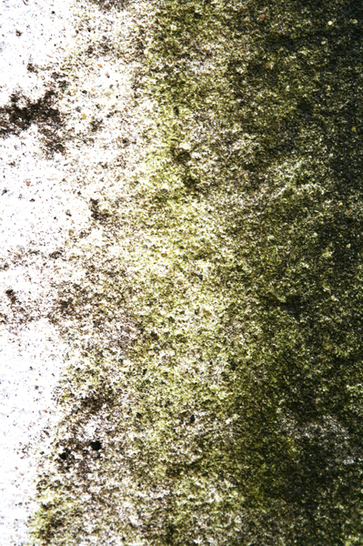 algae cement texture 2
