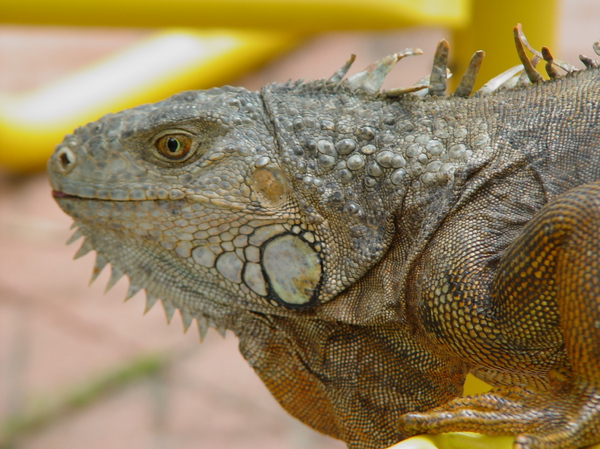 iguana 1