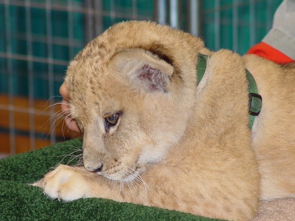 lion cub 5