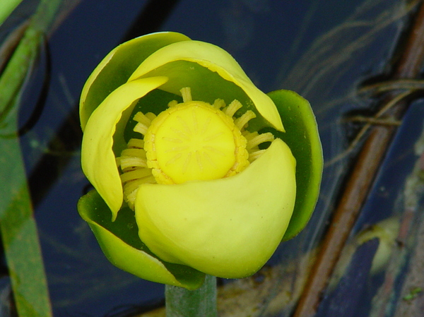 lilly pad 2