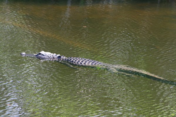 alligator 4