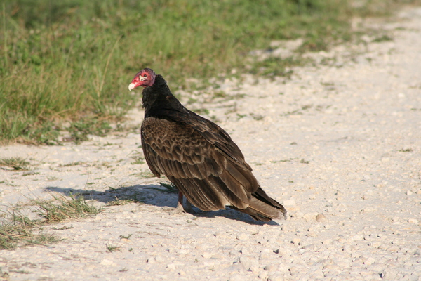 turkey vulture 4