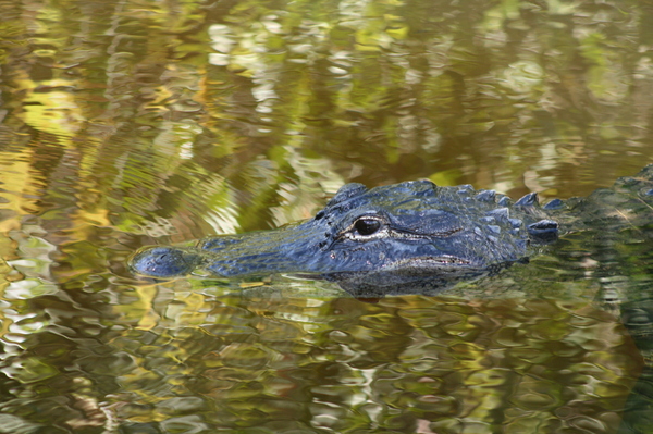 alligator 5