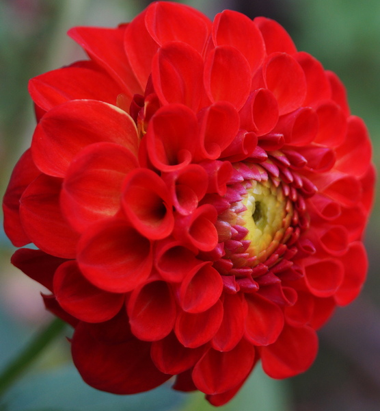 Red Flower 4