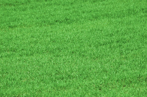 Grass background: Green grass