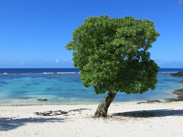 tree on the beach: no description