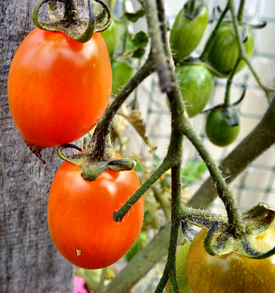 ripening tomatoes2