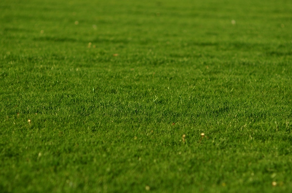 Lawn: Fresh green lawn