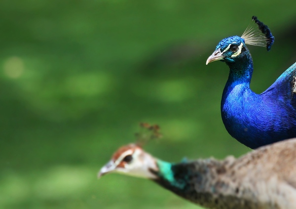 Peacock Male 1