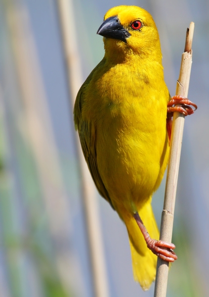 Yellow Finch/Weavers 1