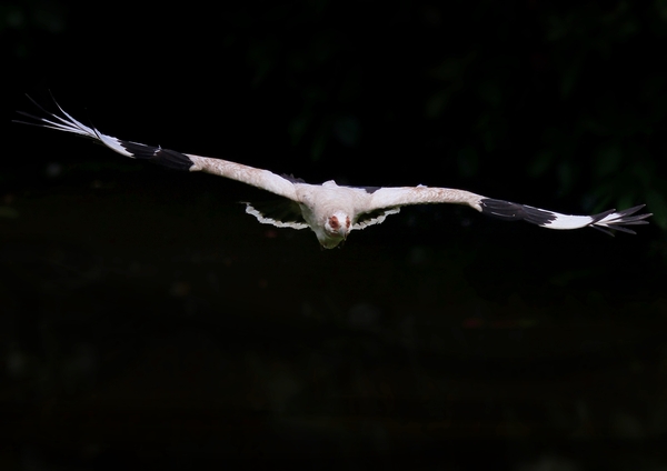 Palmnut Vulture flight 1