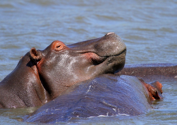 Hippopotamus (Hippo) family 2