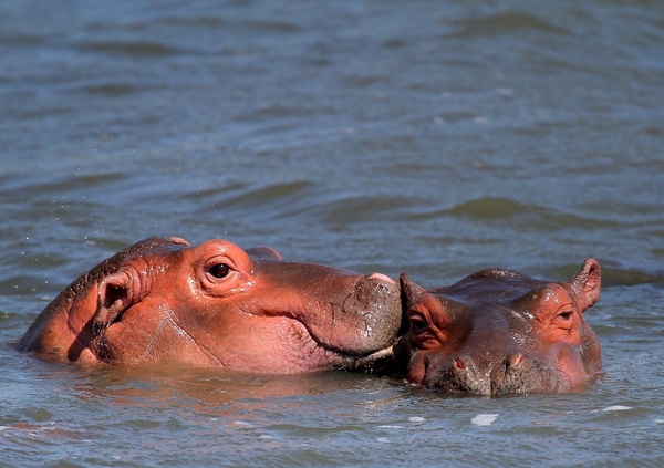 Hippopotamus (Hippo) family 4