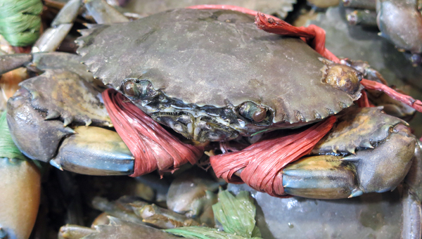 crab seafood