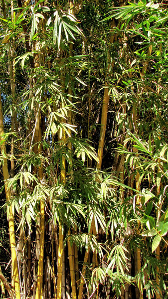 bamboo background2
