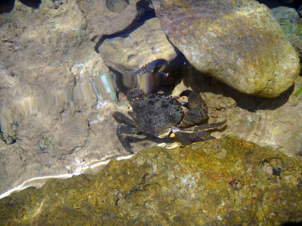 Croatian crab 1