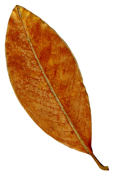 Leaf  41