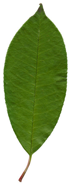 Leaf  45