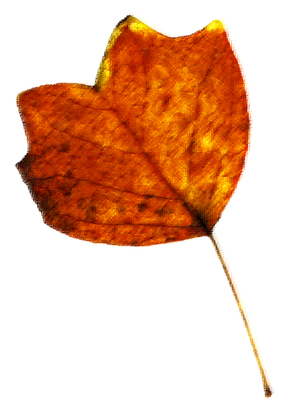 Leaf 53