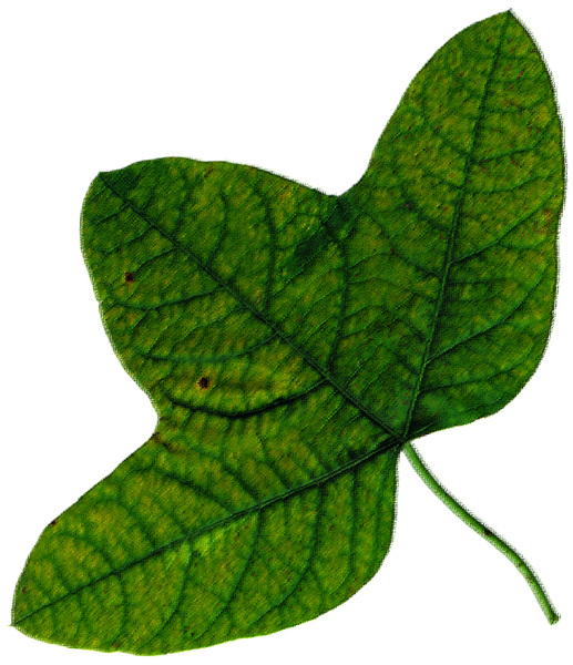 Leaf 51