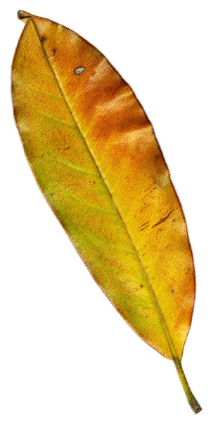 Rough Pastel Leaf 2