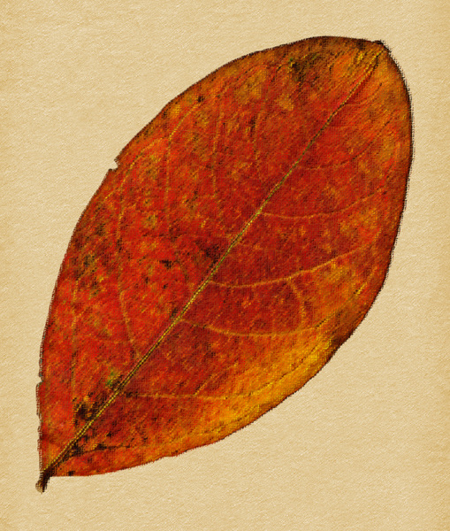 Leaf 68