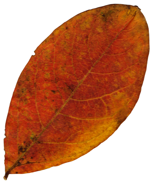 Leaf 66