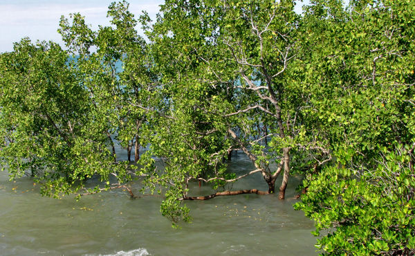 tidal mangrove growth1