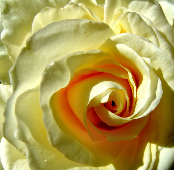 not quite white2: creamy white to yellow garden rose