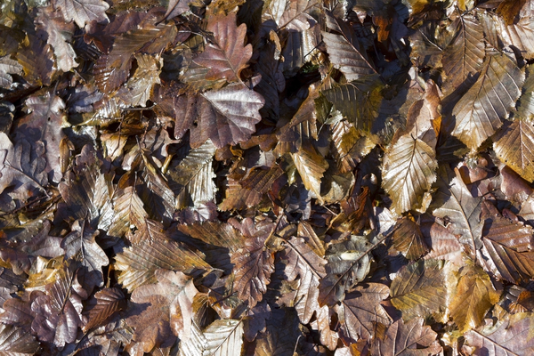 Wet fallen leaves