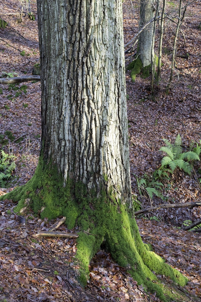 Mossy tree base
