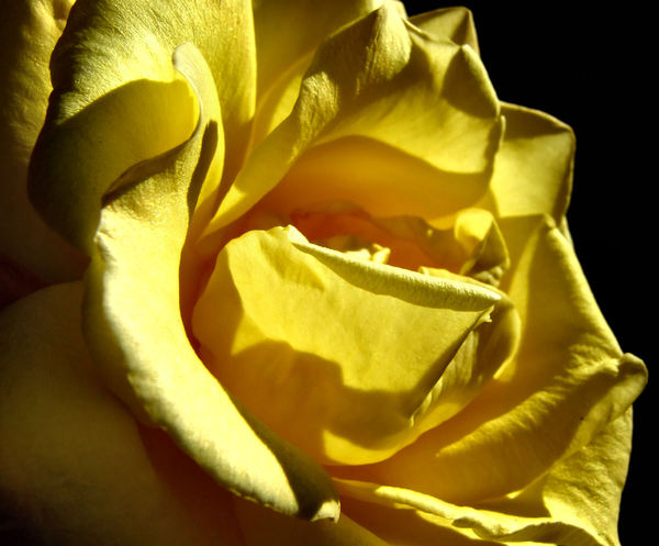 yellow petal background1