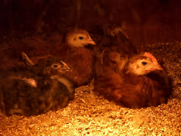 young chickens1