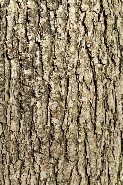 Oak bark texture