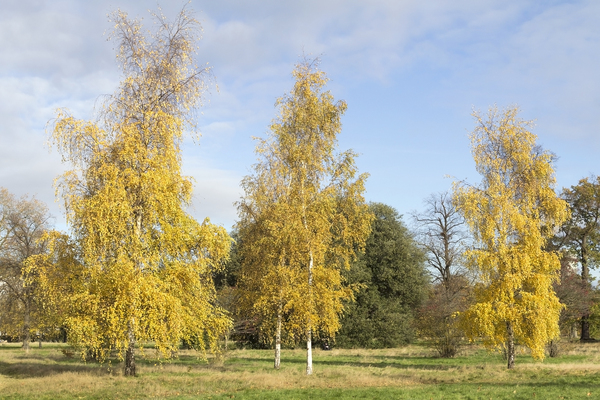 Birch trees in autumn