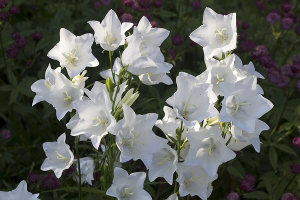 White Campanula flowers