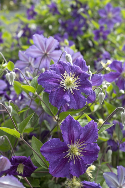 Purple Clematis flowers