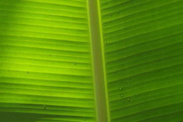Banana leaf with drops