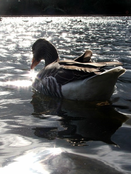 Duck on a pond