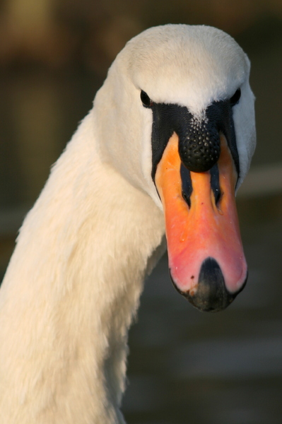 Swan in Winter