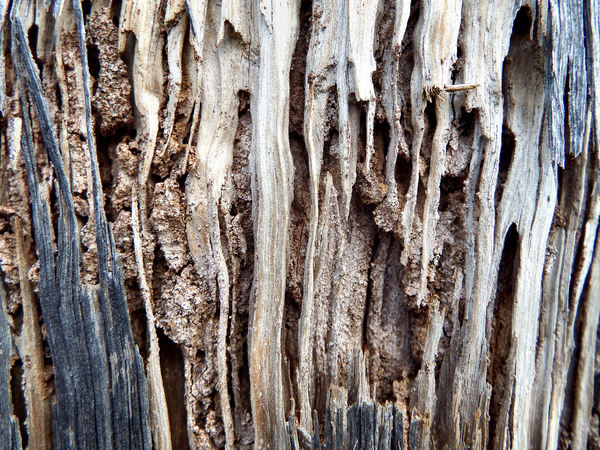 termite trails1: dangerously termite riddled suburban street power poles
