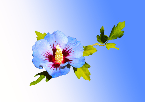 Blue Flower: Hibiscus syriacuse , after a wait of 5 years - it flowered