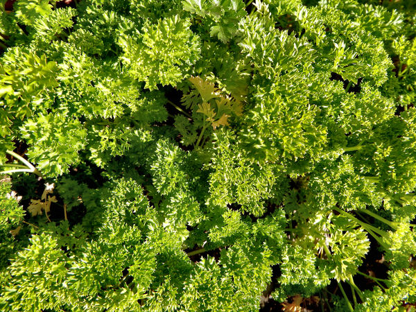 parsley green1