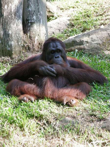 sleeping orangutan