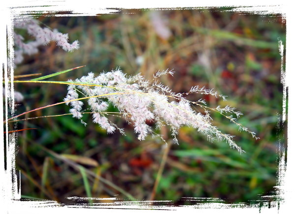 Morning Dew on Grass