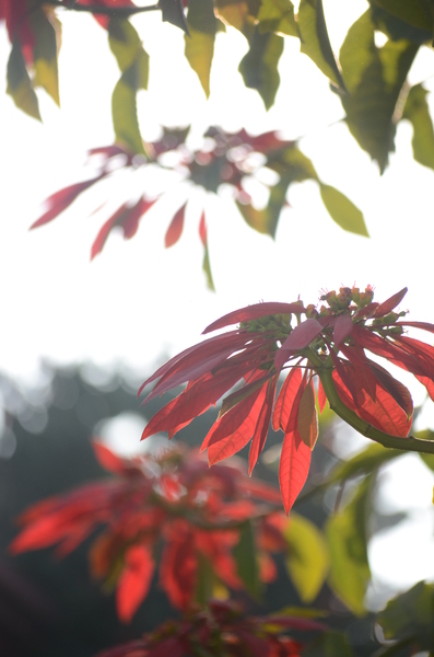 Red flowers