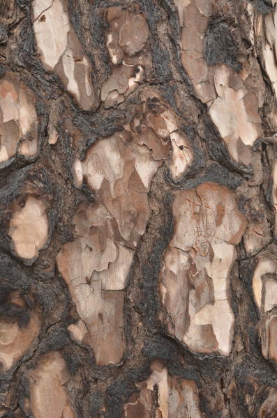 Wood bark texture