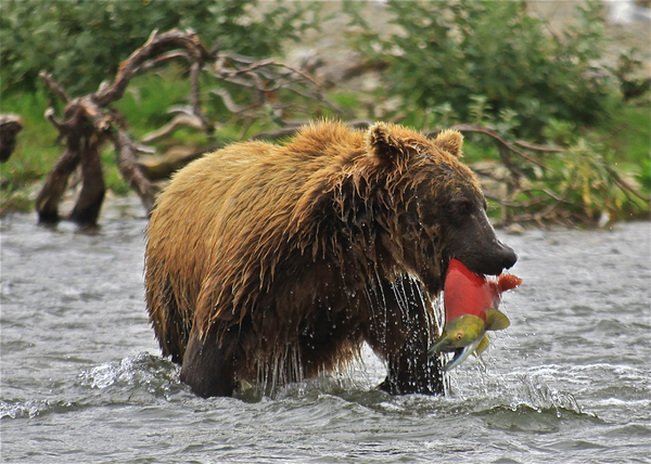 Bear fishing