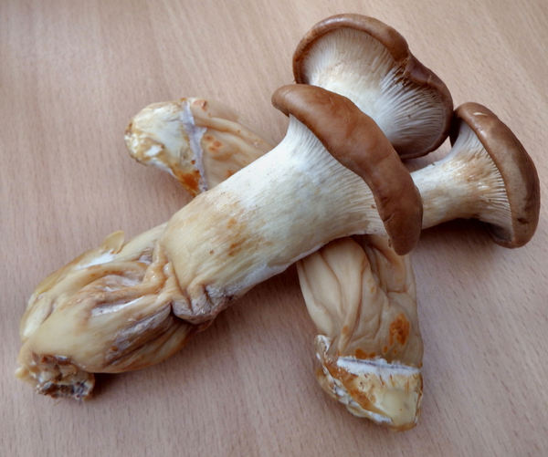 king oyster mushrooms4
